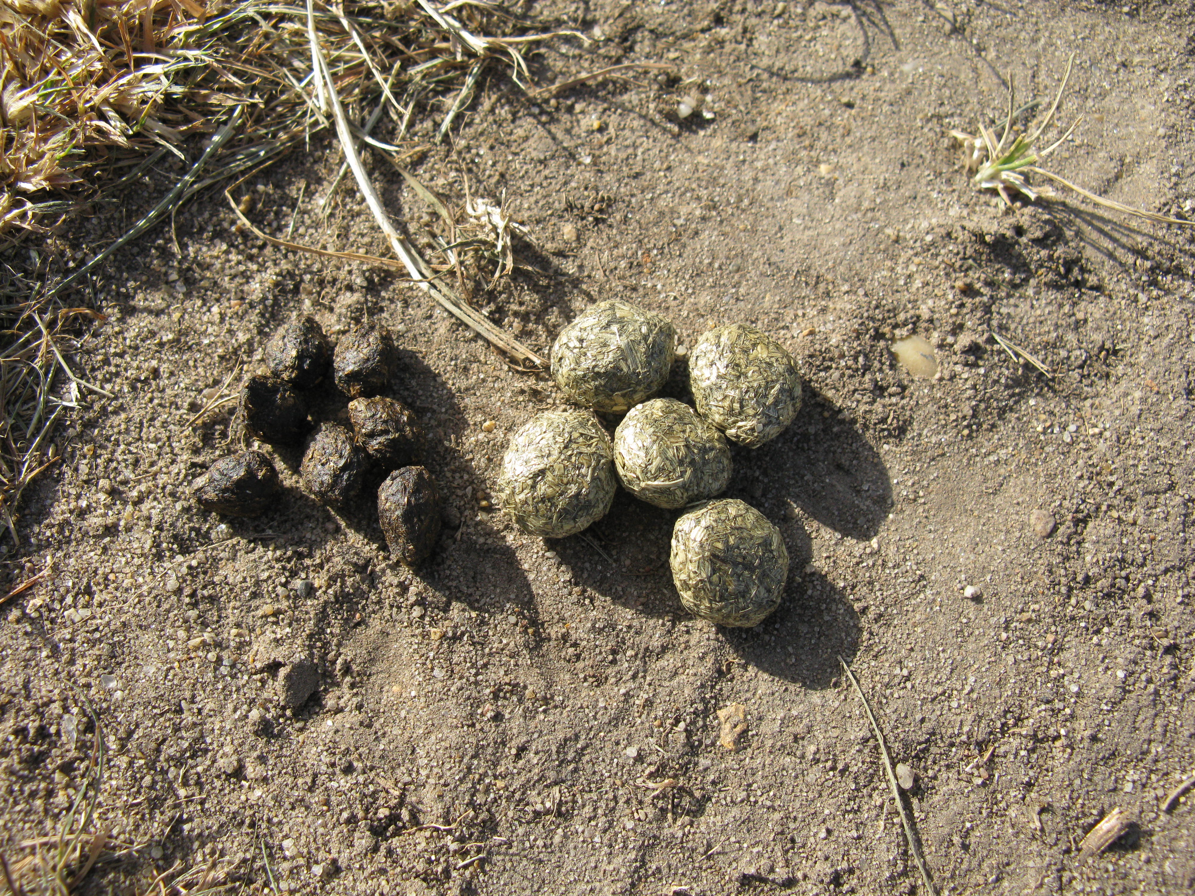 Animal Poop Identification Chart